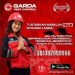 Jasa Pembasmi Tikus Murah