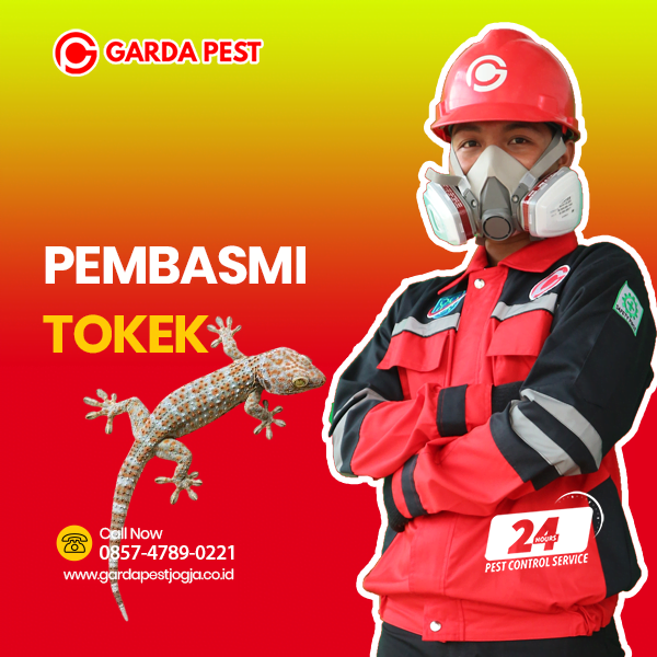 Jasa Pembasmi Tokek di Jogja